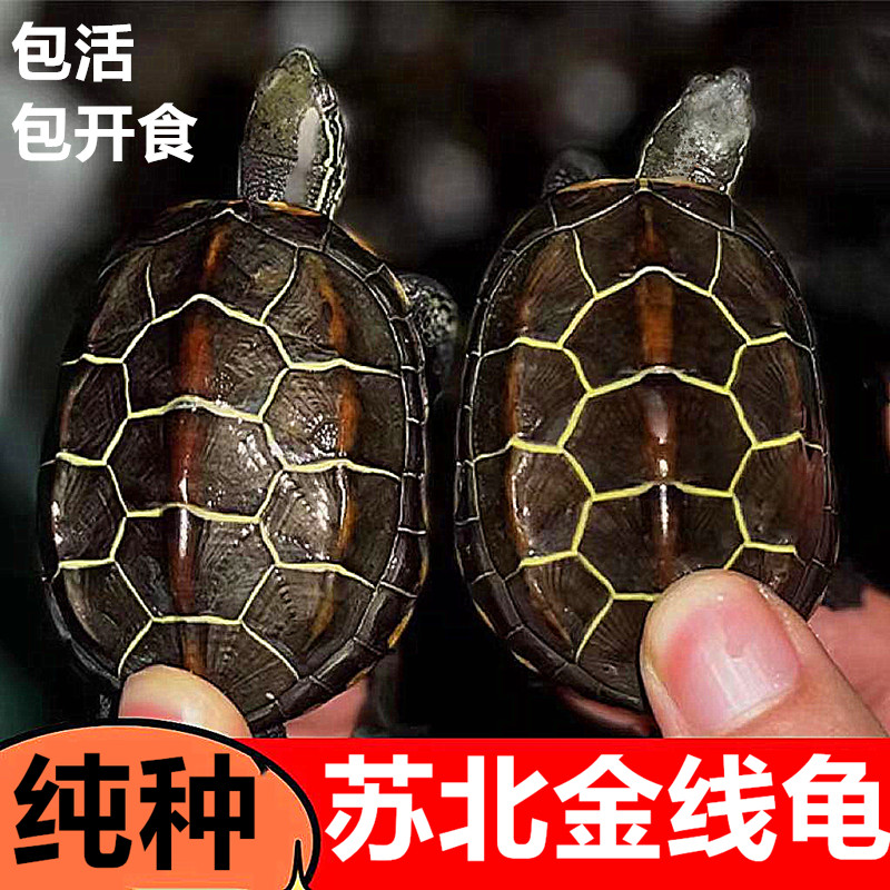 苏北金线草小青火焰地图黑颈直播挑选