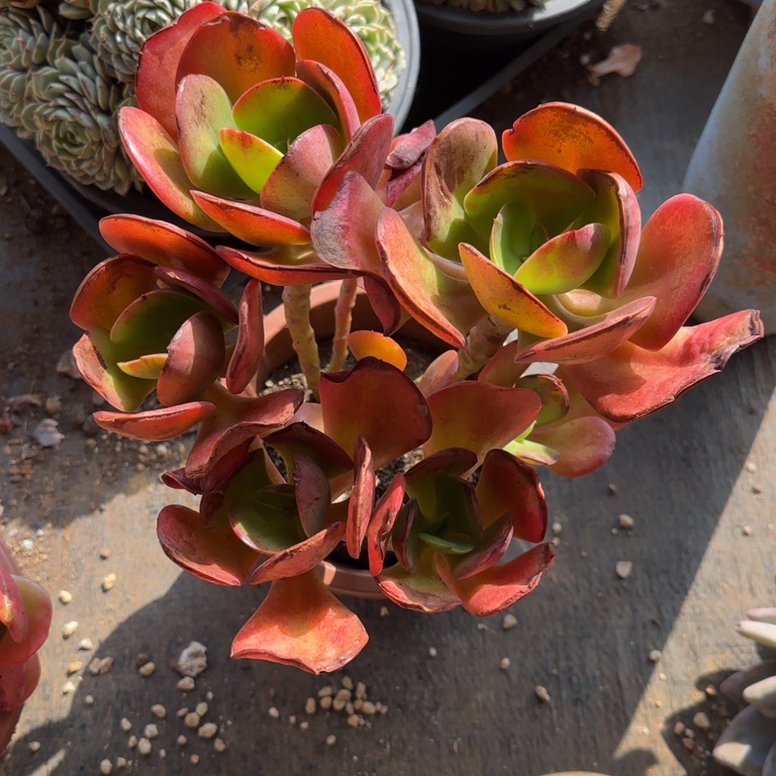 鱼***不用来咯哦啦啊哦啊啦