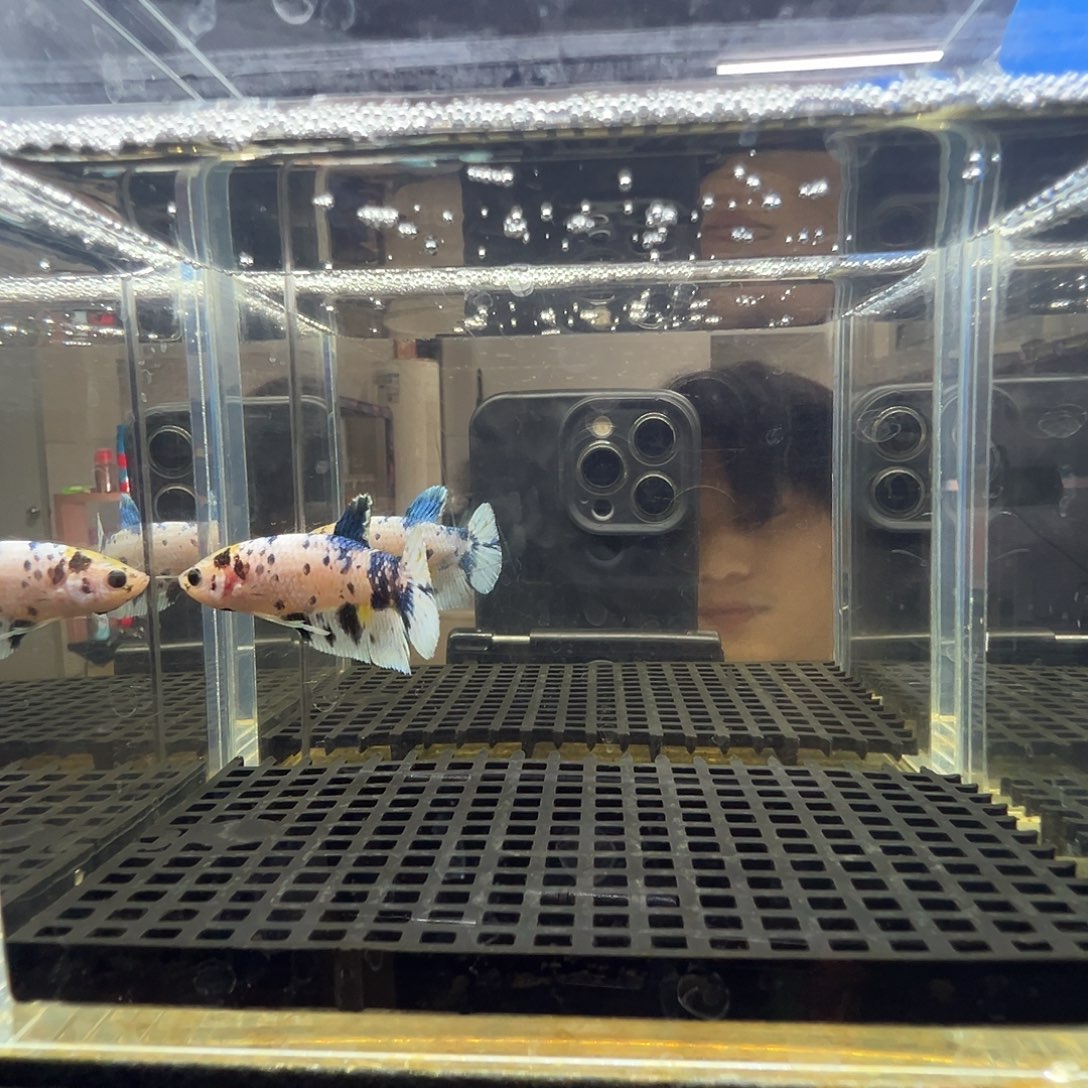 斗鱼阿浩泰斗8日15号