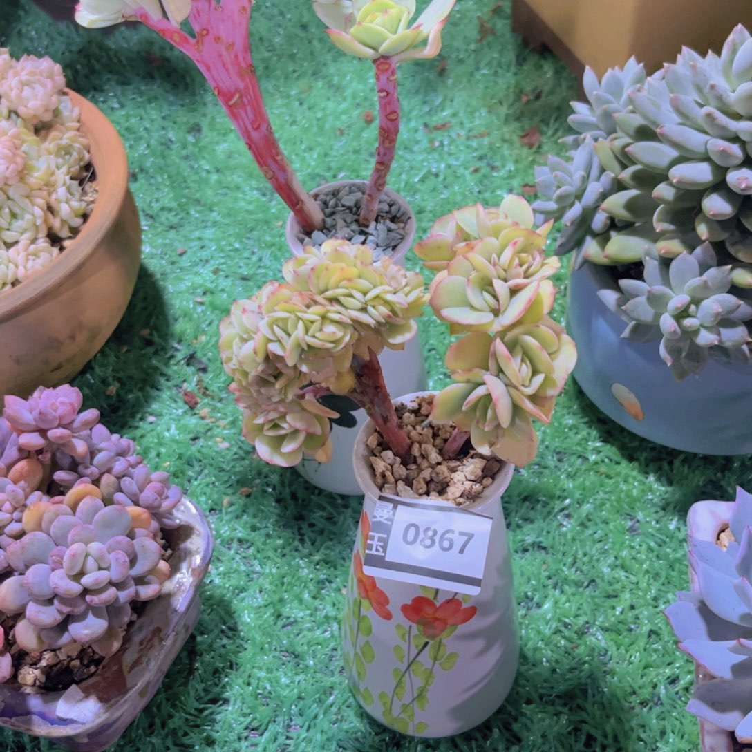 碧桃锦缀多肉植物0867