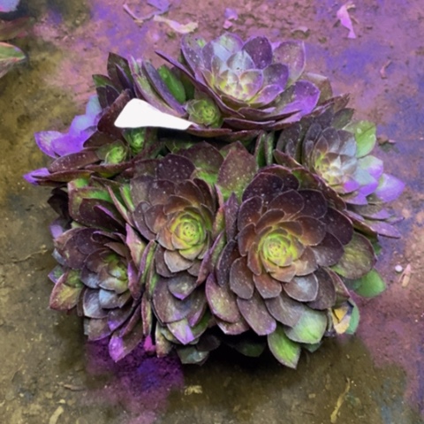 桃花石多肉植物3101