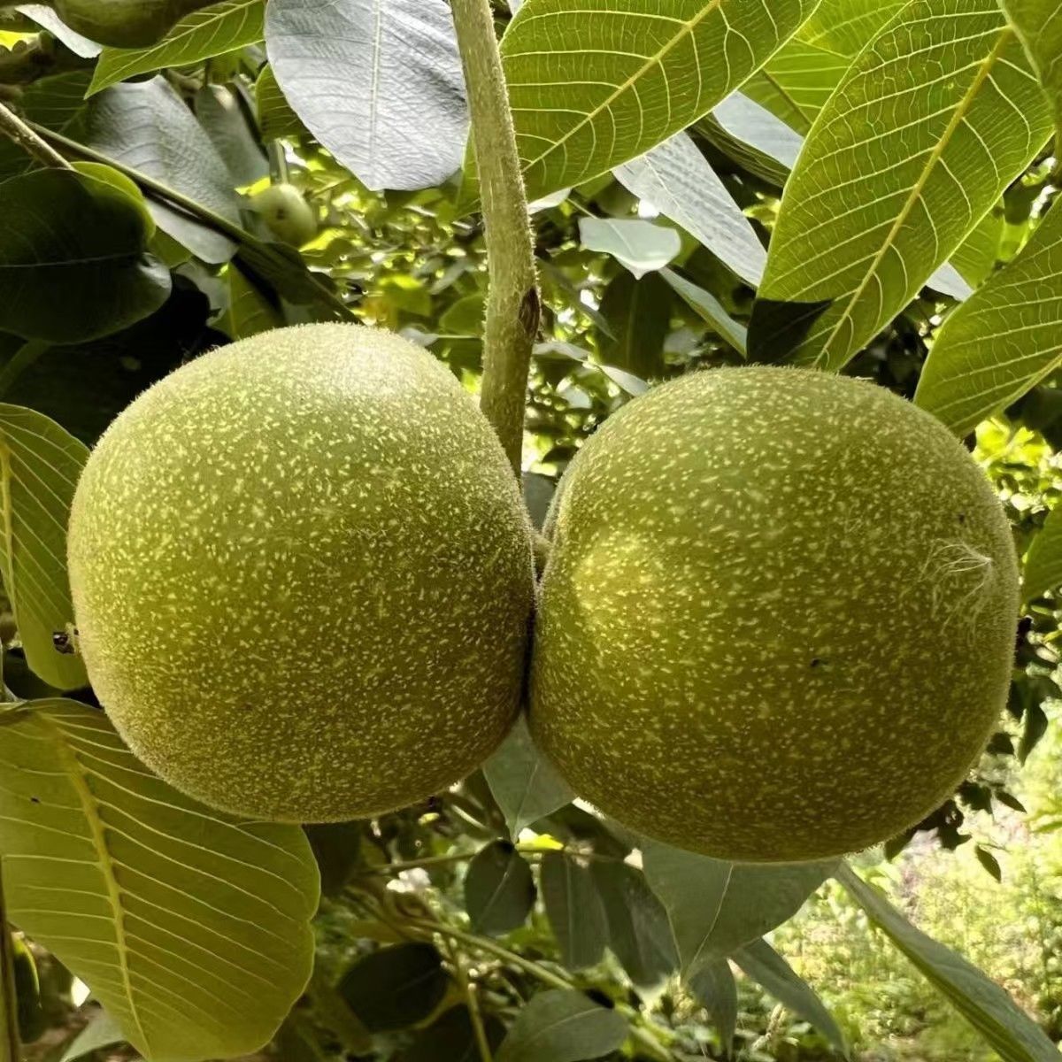 定制产品青皮核桃链接青皮新鲜核桃一代人有一代人的核桃