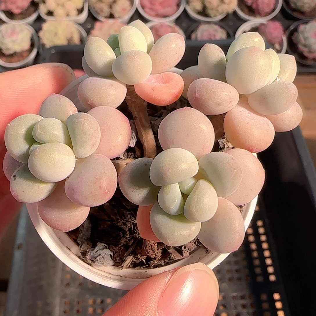 多肉1209-285鱼子酱小老桩