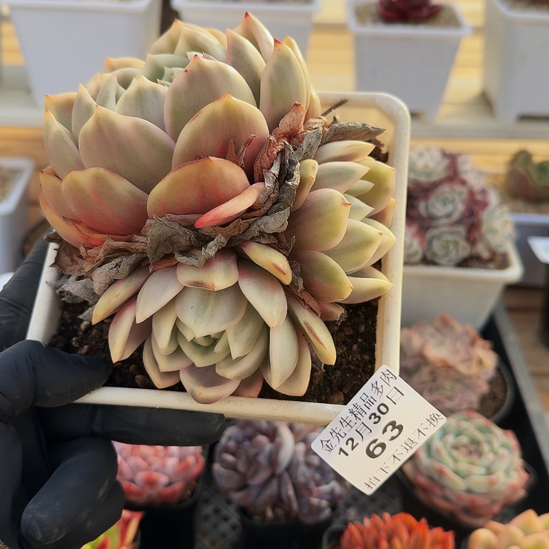 1230-63香槟锦群生