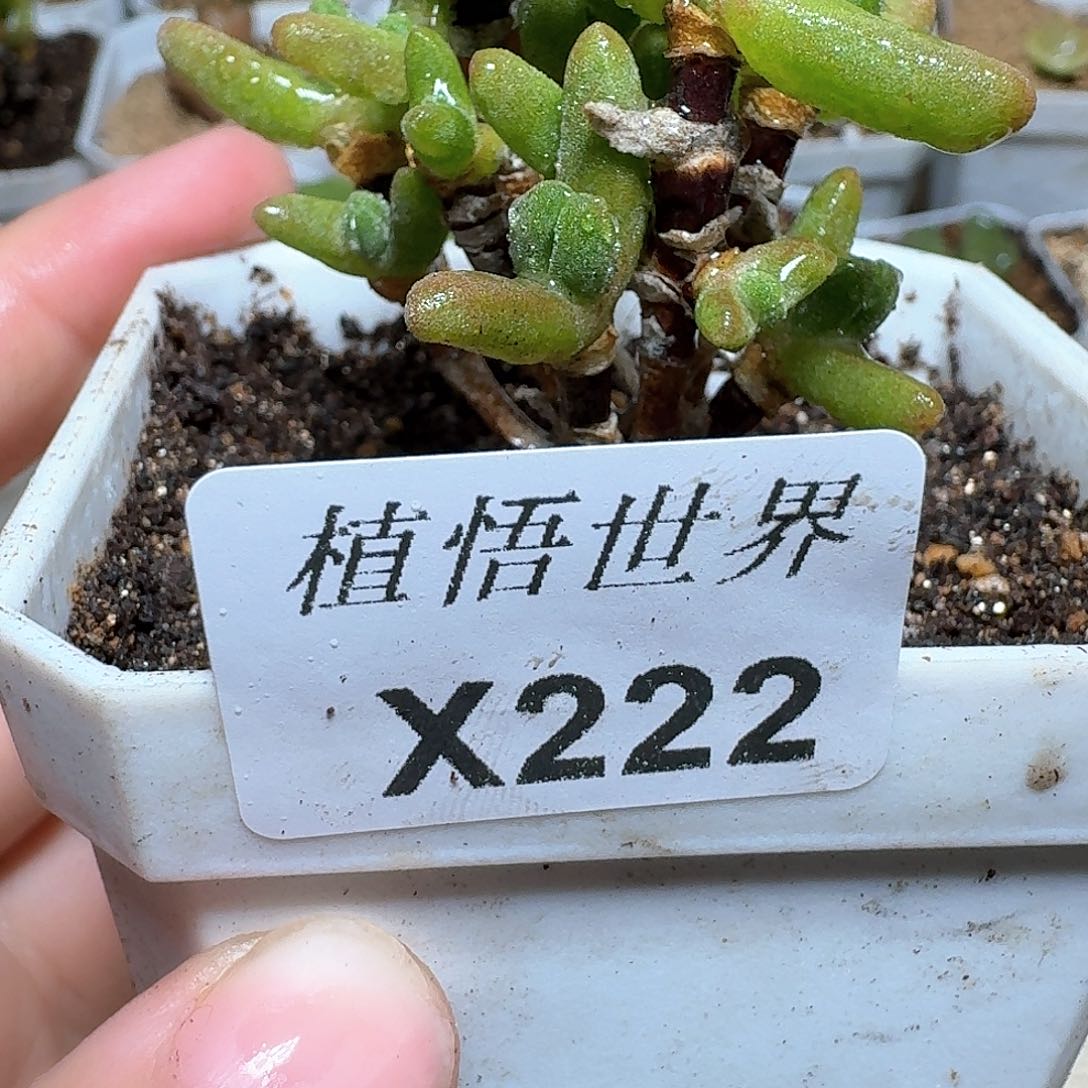 222盒多肉植物哇f f g