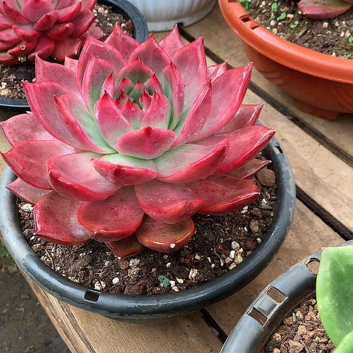 美肉特价活动开始啦