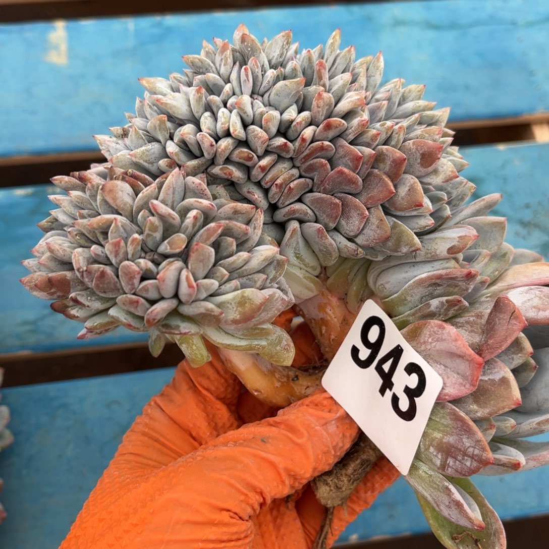 暖***暖943号新疆西藏内蒙古不包邮