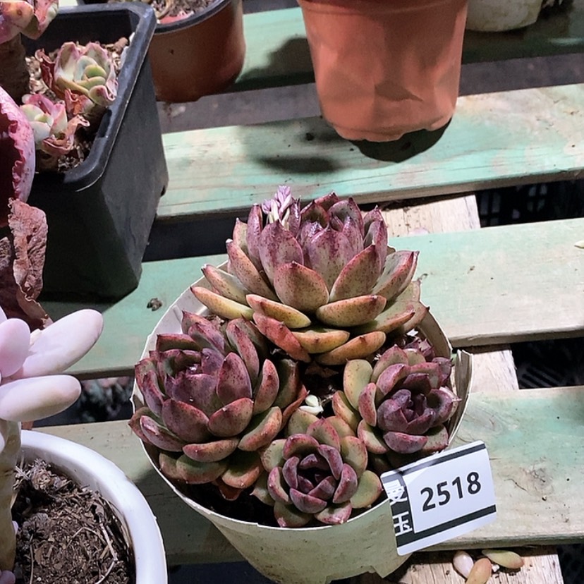 【闪购商品】蓝莓2518