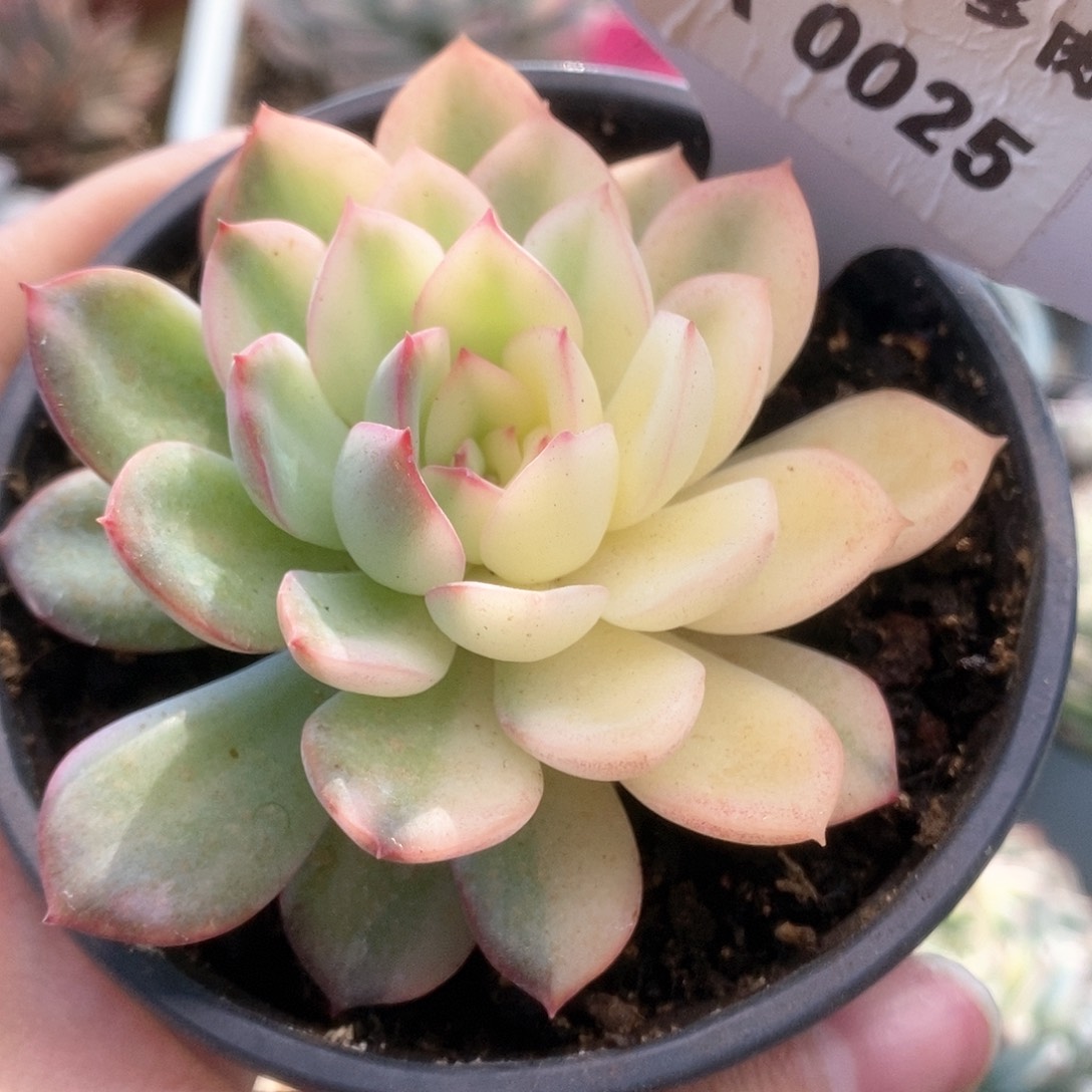 A025雨燕座锦锦锦锦锦锦