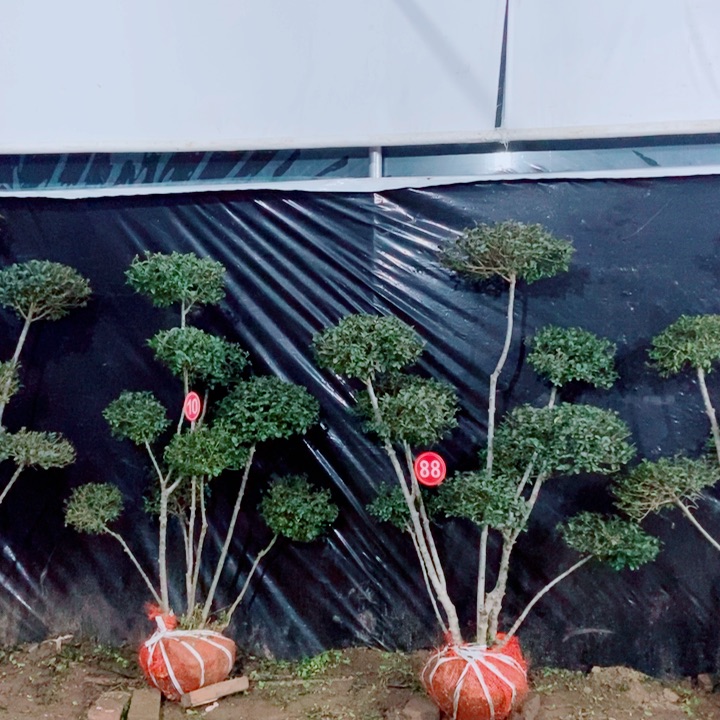 心****成一物一拍一物一拍