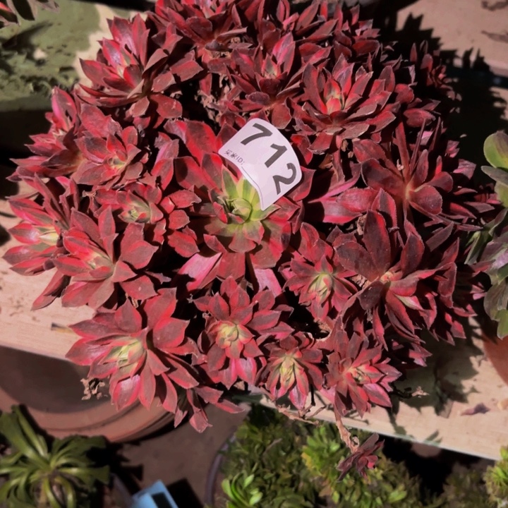 712凤凰超白多肉植物不售后