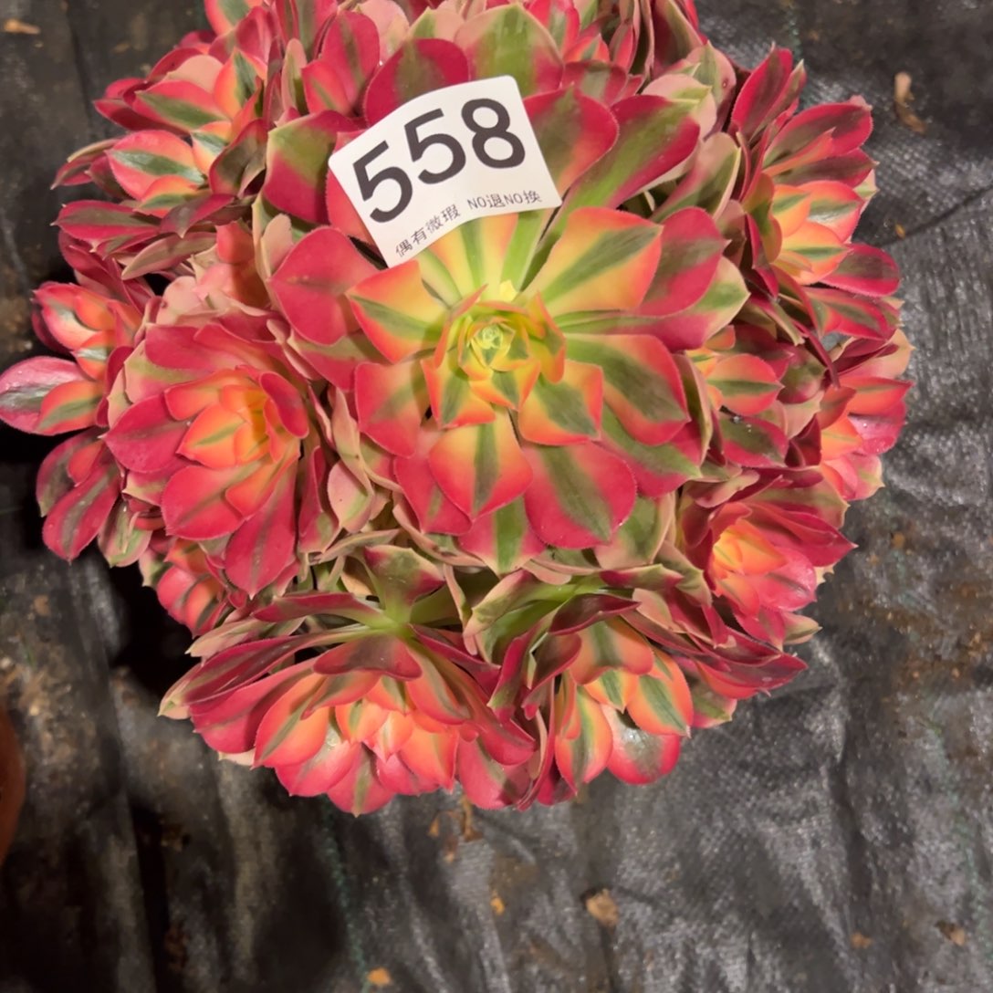 我是真的很喜欢这个