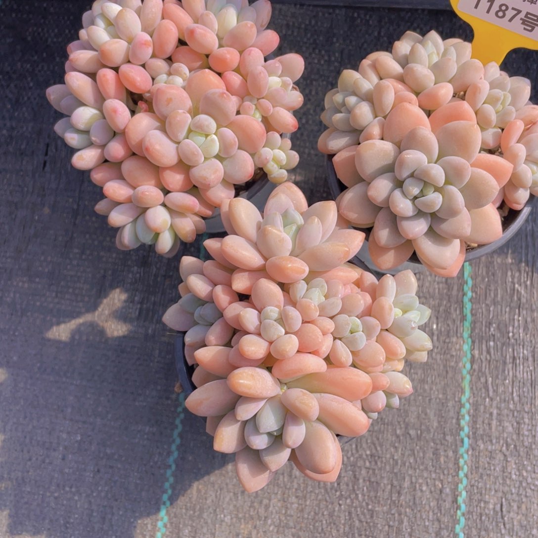 1187号 香水洛神捧花一颗