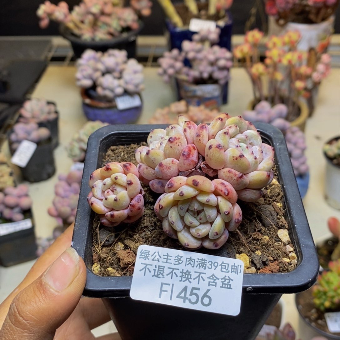 456雪爪多肉肉6c m