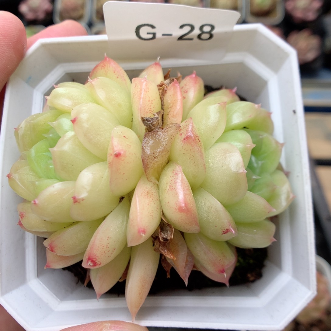 G28山茶花麦杆珍妮y y y