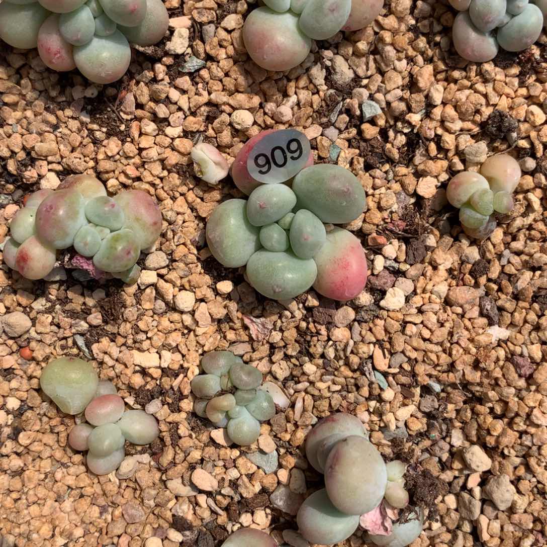 萤火虫奶酪多肉909