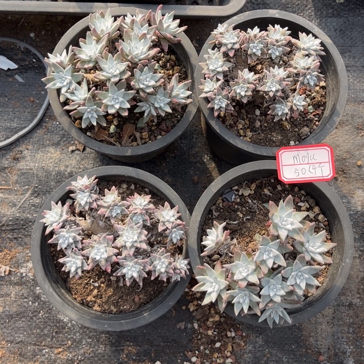 M***u白菊多肉十方盆清货价