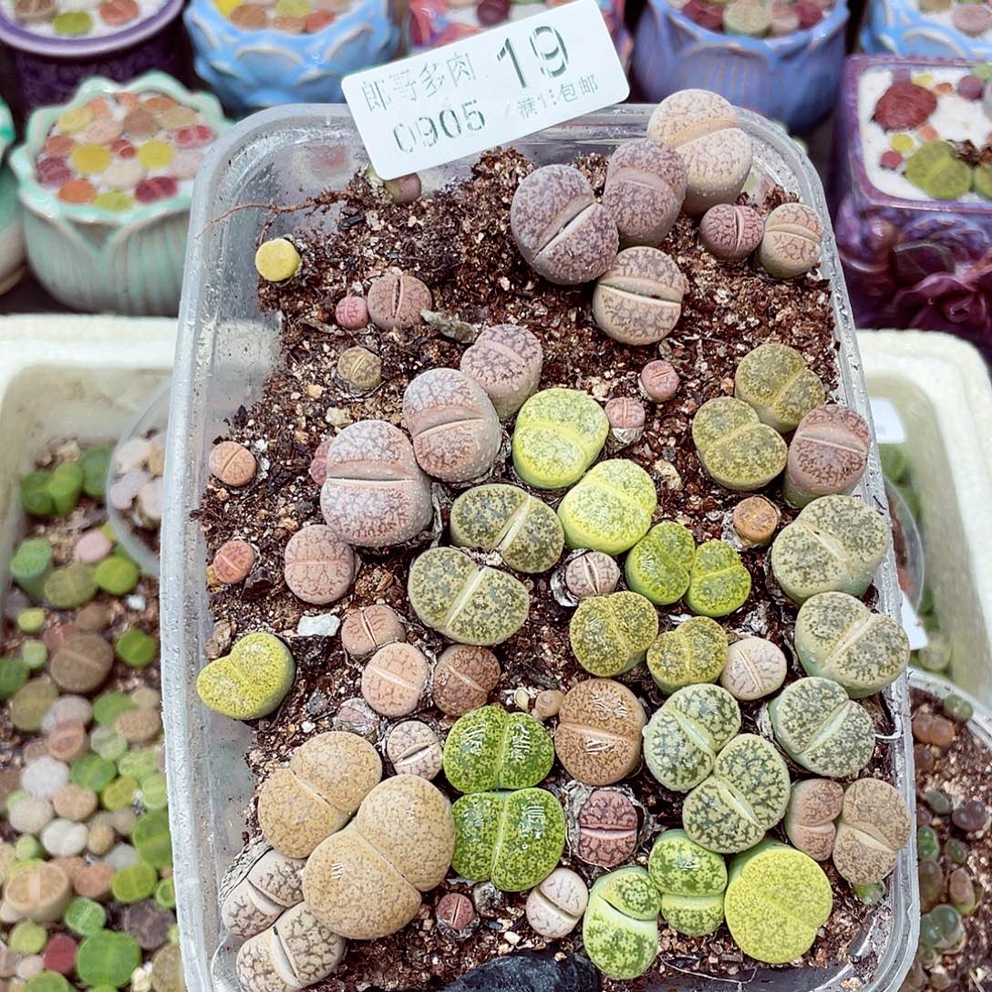 生石花满18包邮0905-19