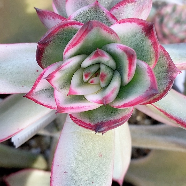 乌木锦侧芽一个一物一拍，