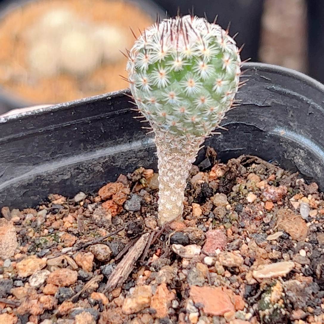 实生 赤花美针玉