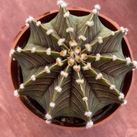 实生大肋骨牡丹8仙人球