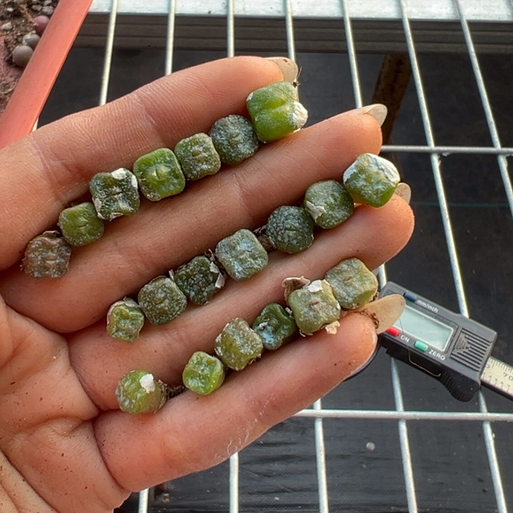 雨***霁一手方糖111111111111