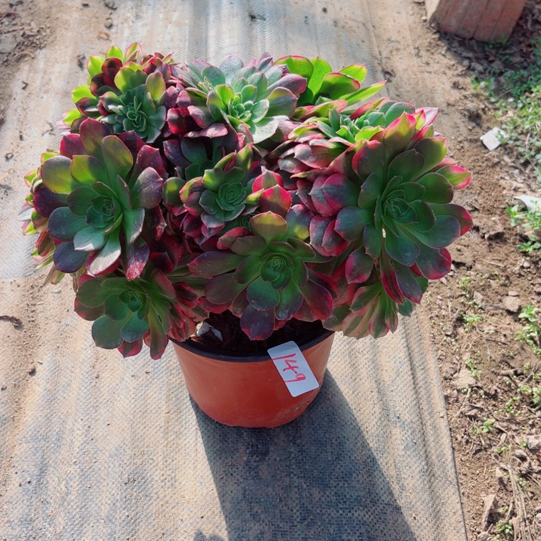 149雨荷缀化多肉植物