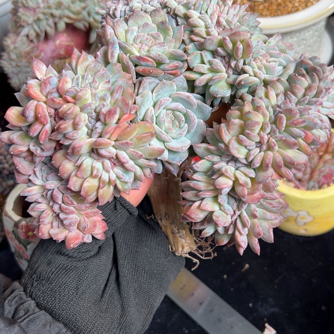 新年快乐 新年快乐 新年快乐