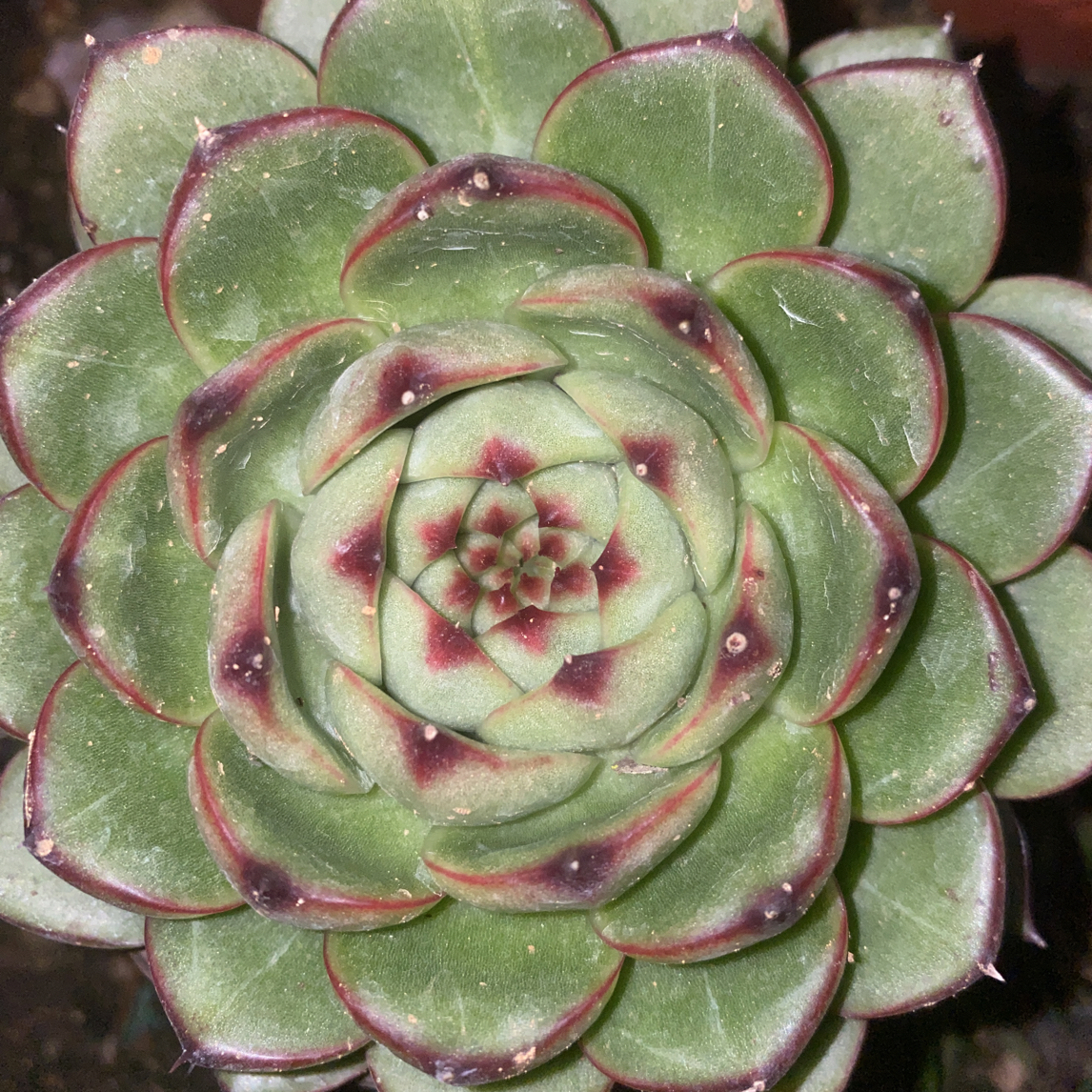 『月亮石』多肉植物盆栽 全店满15包邮