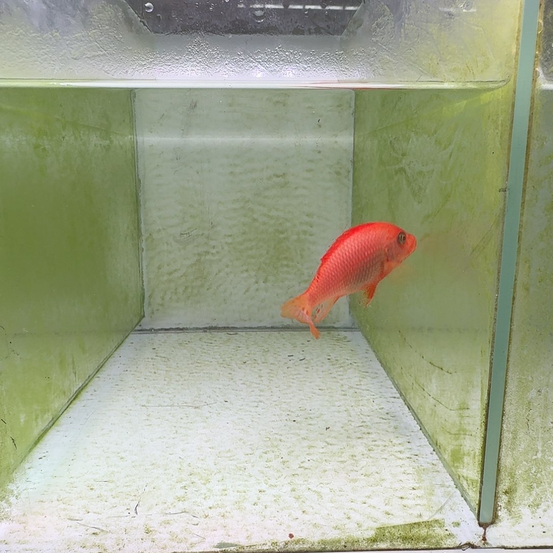 海水鱼316号太阳花红鸡母鱼