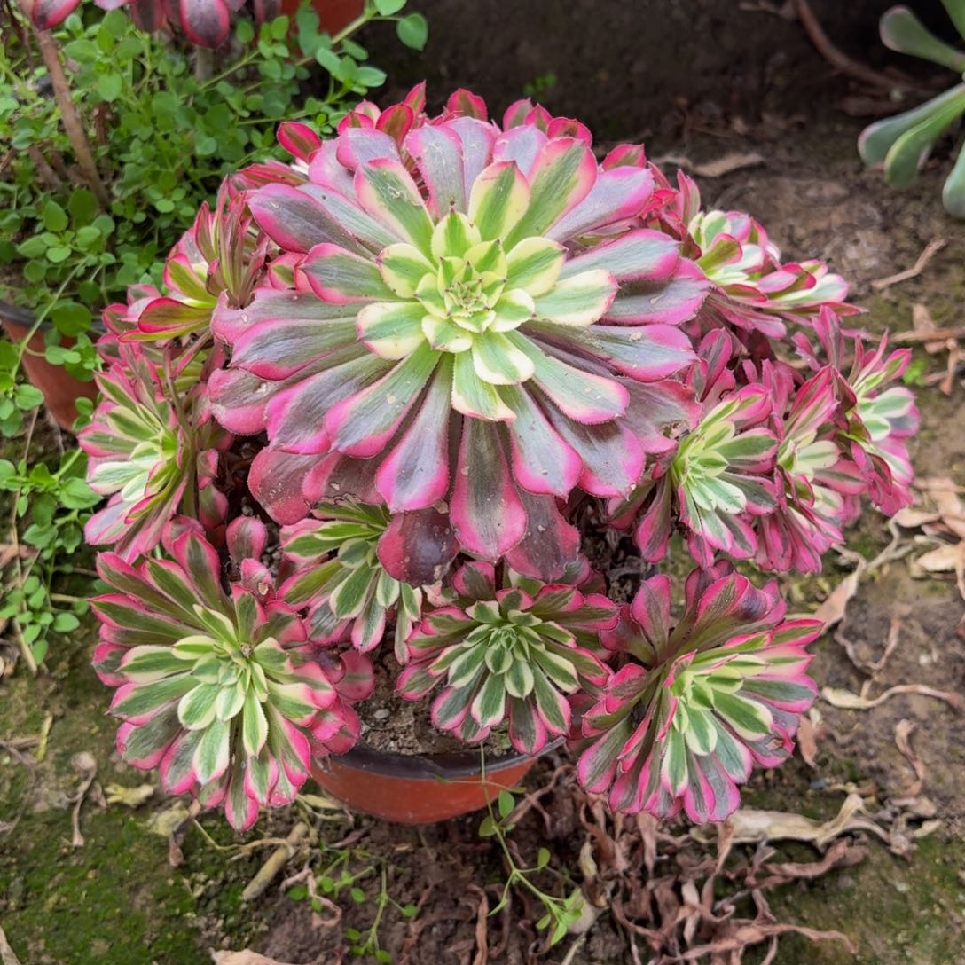694多肉植物捧花的@