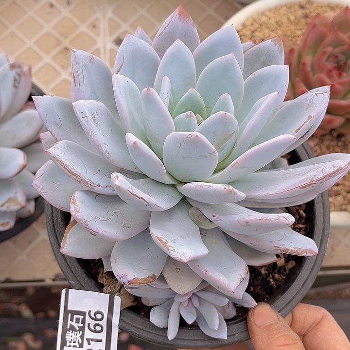 嫦娥2166多肉植物