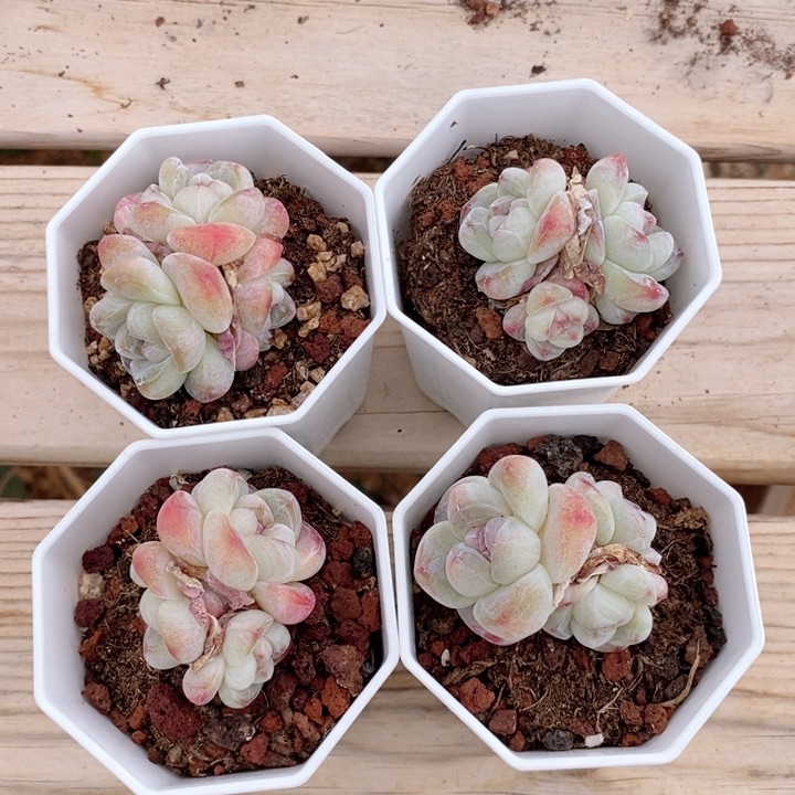 糖心冰玉4颗 打包福利