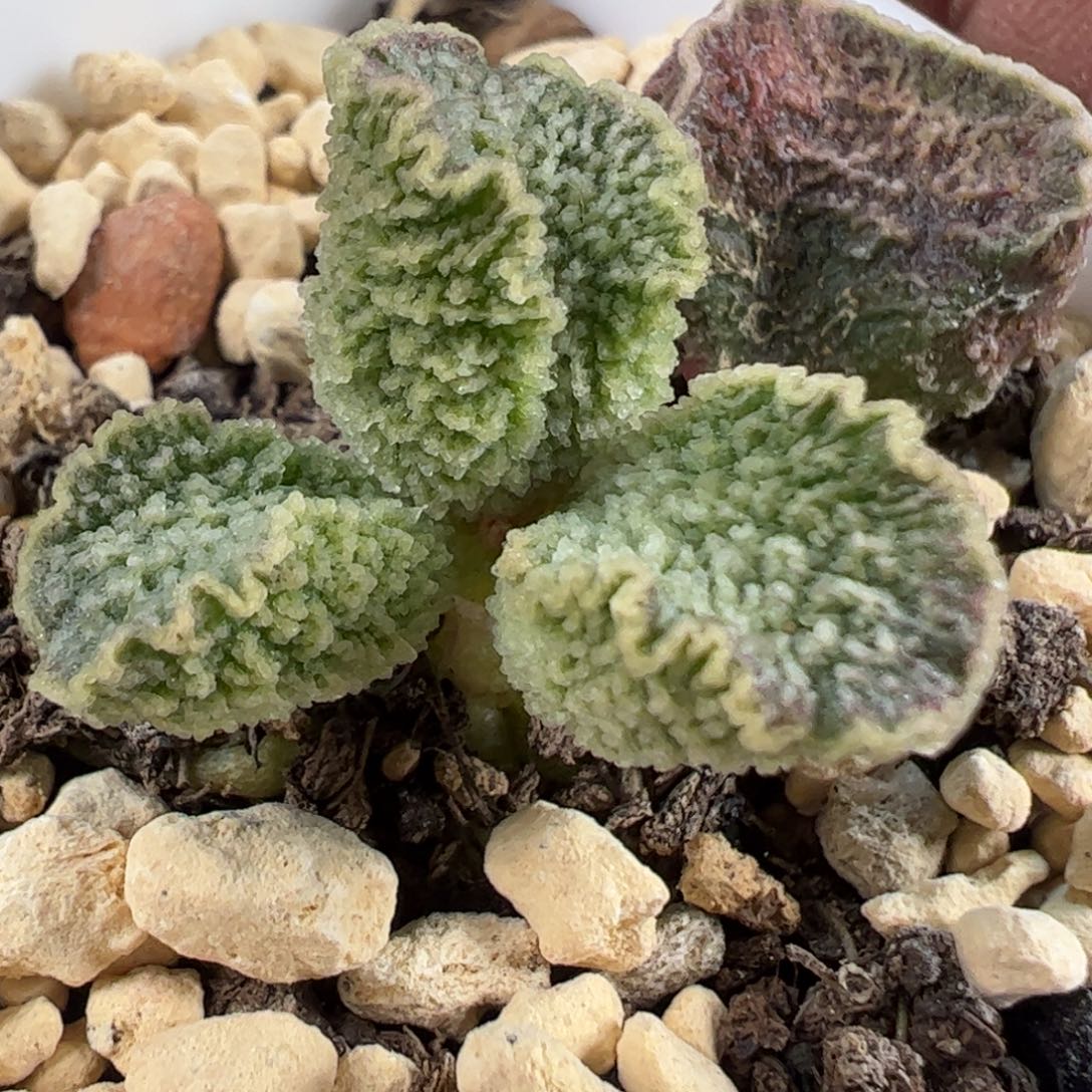 实生新品多肉植物水泡叶片叶片