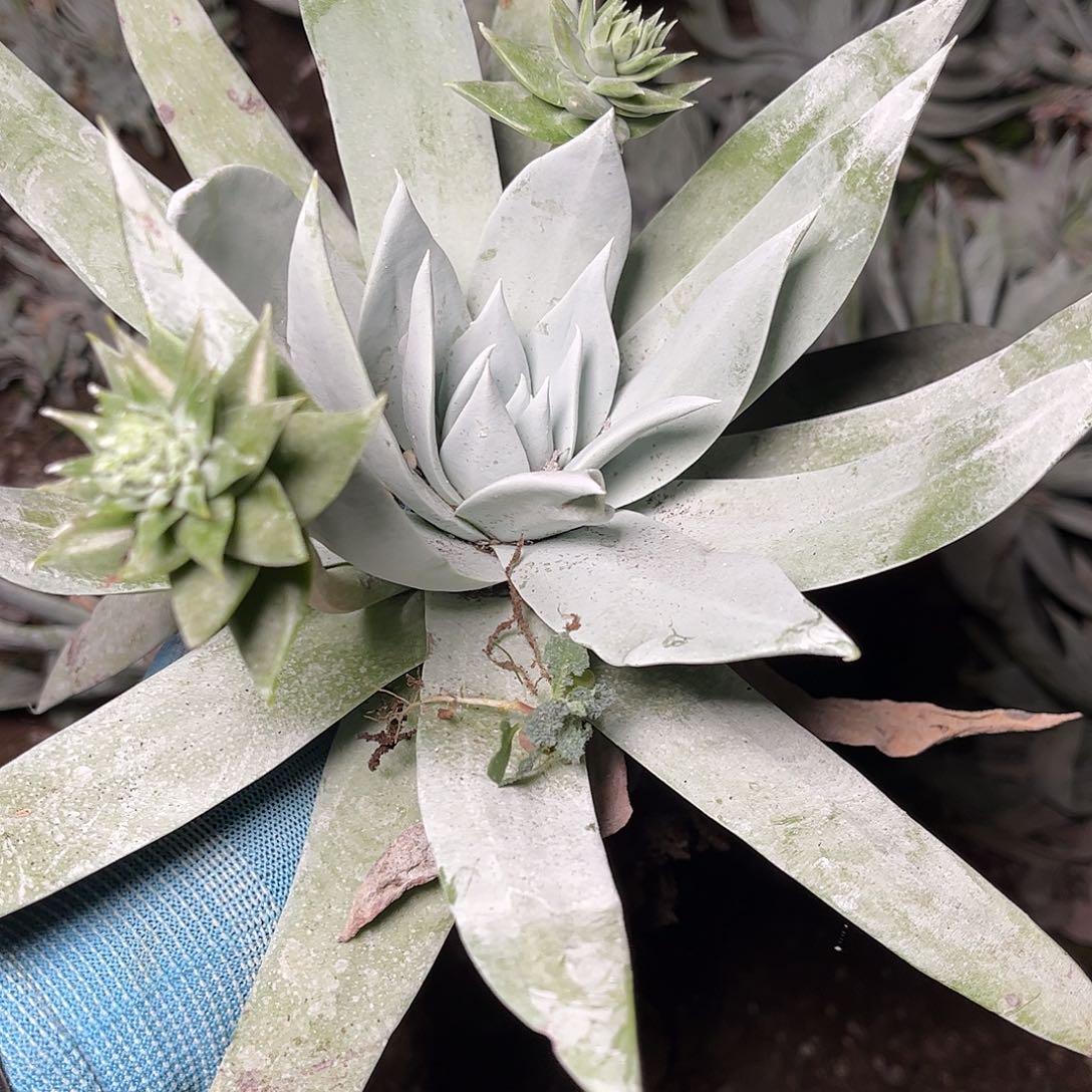 2673雪山仙女杯多肉