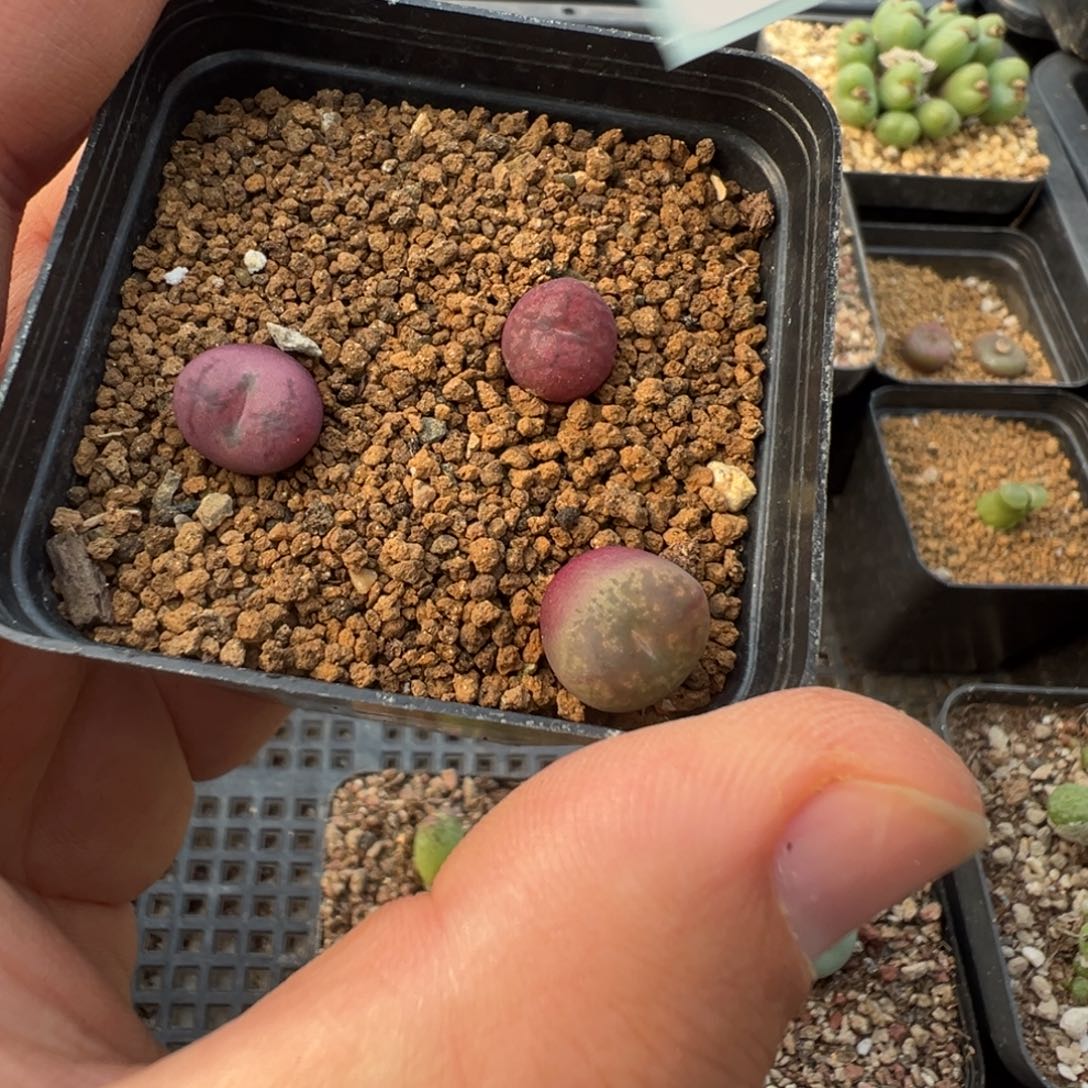 10-19肉锥多肉植物