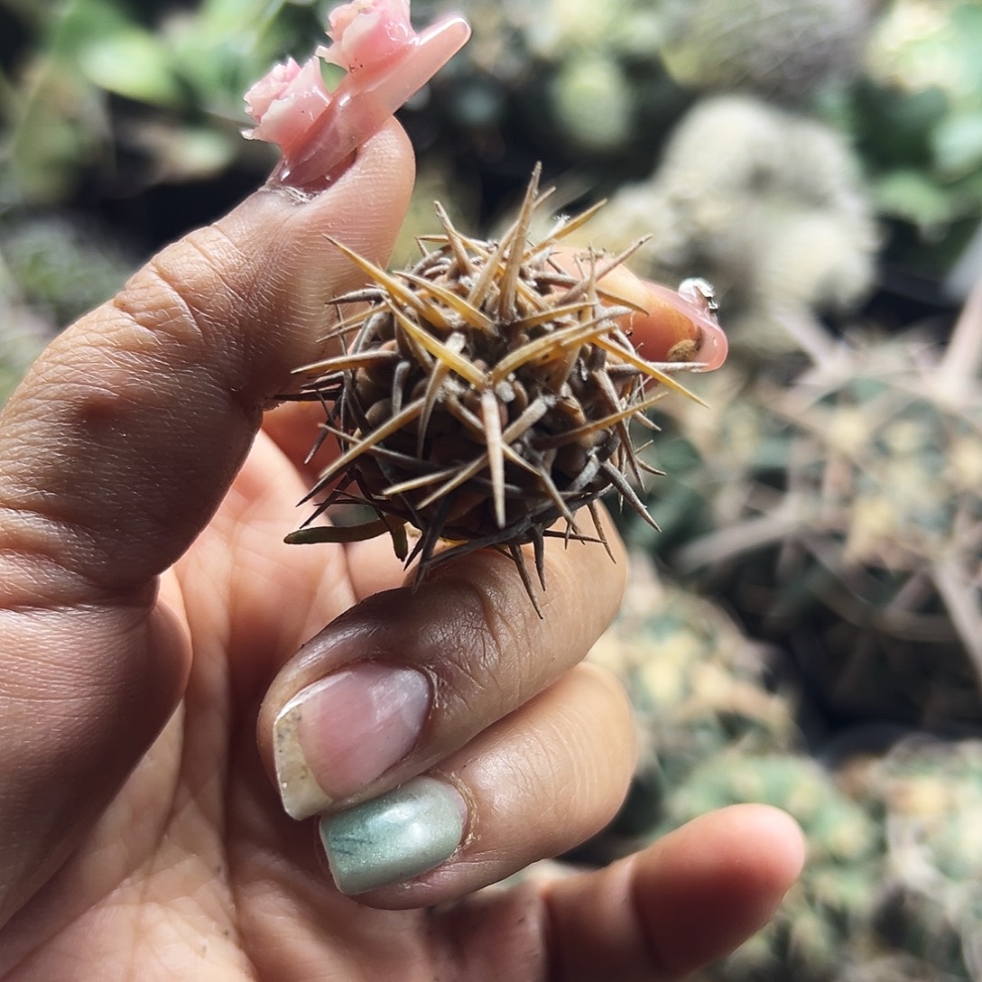 守殿玉锦有根仙人球666666