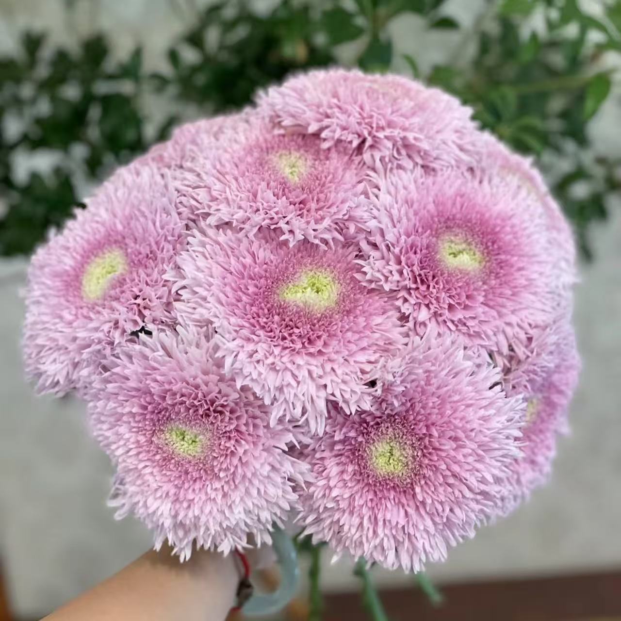 【思芹花卉|伊特斯科粉面包菊】一眼爱上好养花期长花材，顺丰冷链