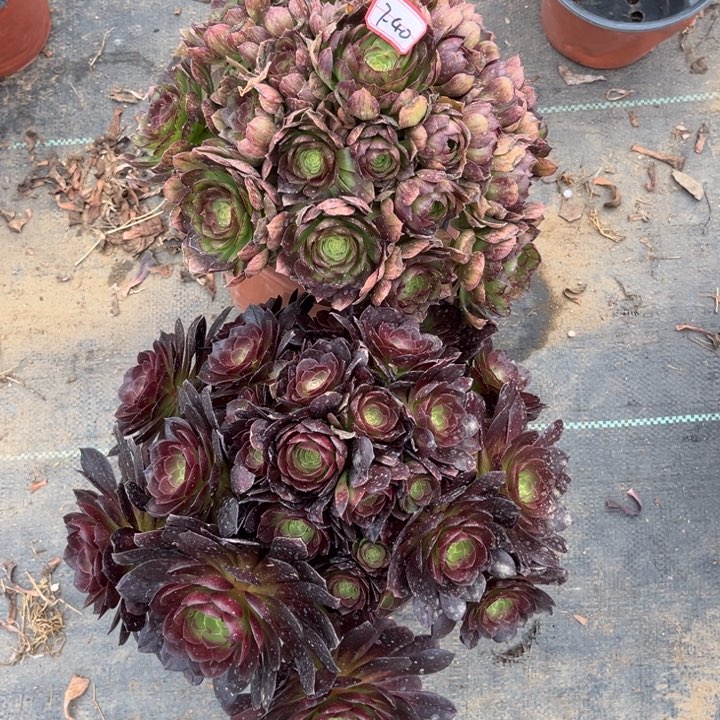 7-40黑膜加赤焰莲朵朵处理多肉植物