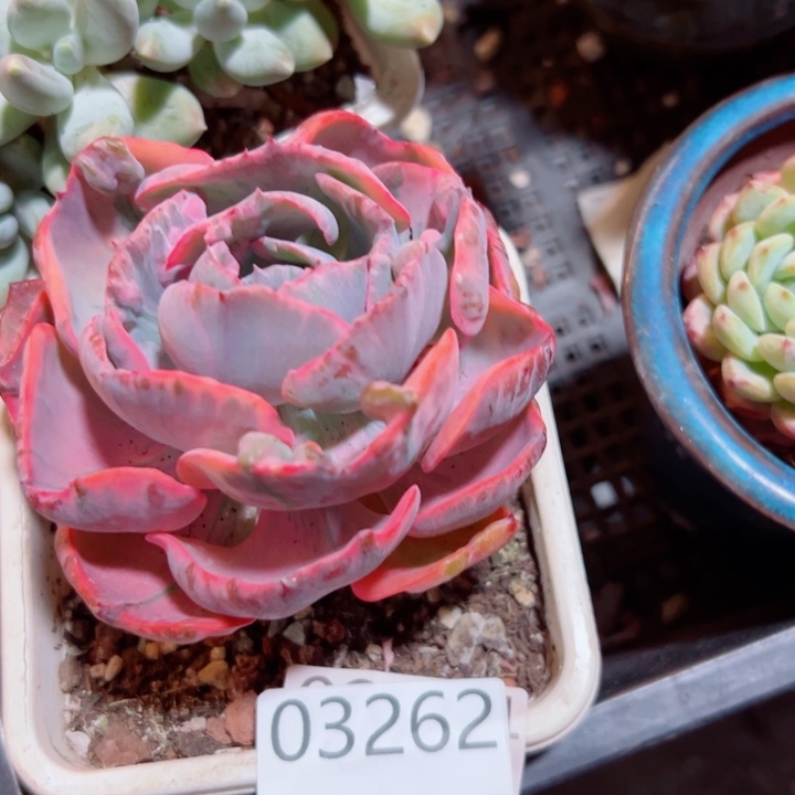 幸运的是我还没遇到你