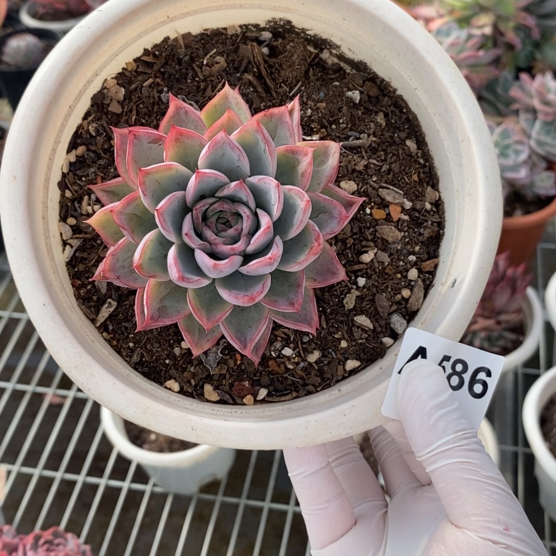 586蓝龙单头一物一拍