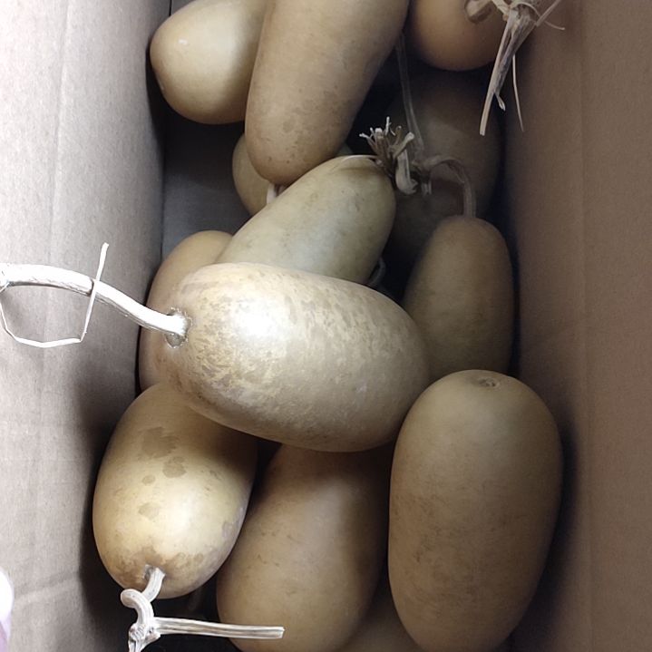 平***8天热葫芦冬瓜瑕疵葫芦15个