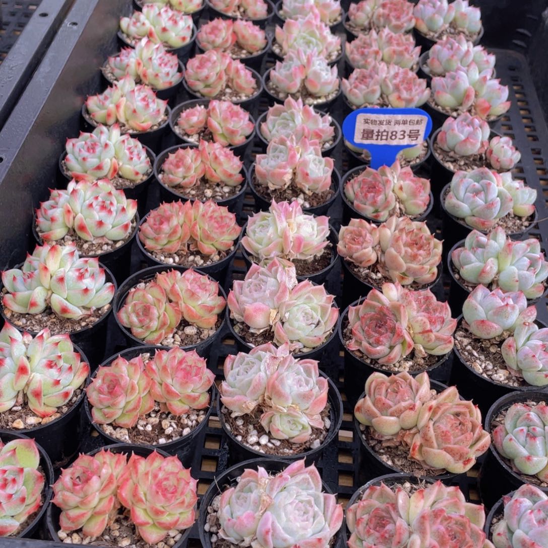 量拍83号 精美组合双头5个