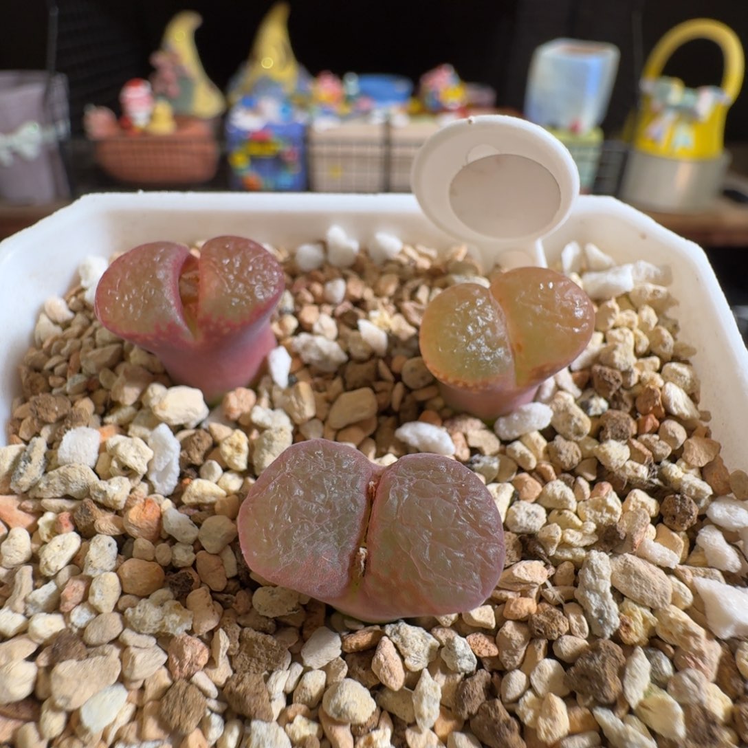 多肉植物好看肉锥打包福利1087