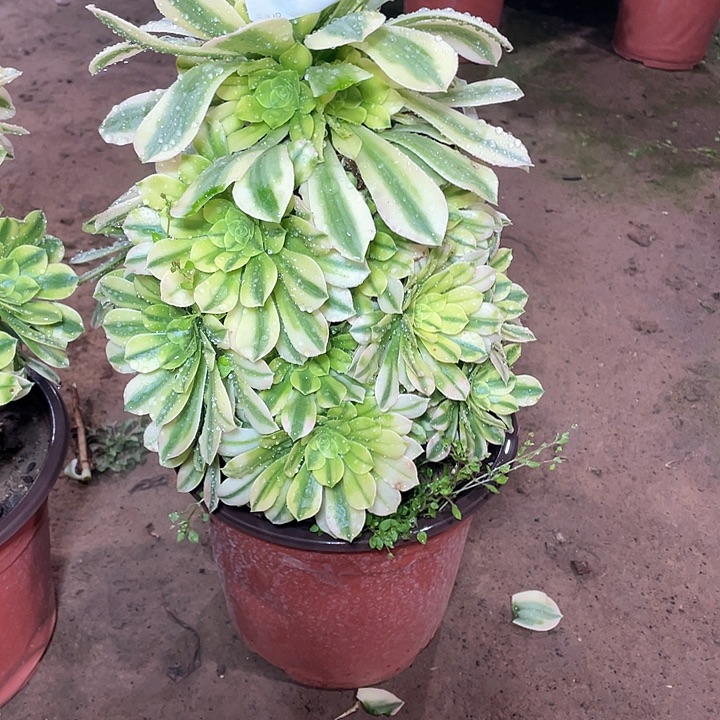 多肉法师多肉736 金丝翡翠