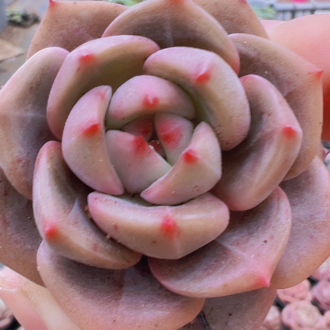 球橙19包邮多肉植物