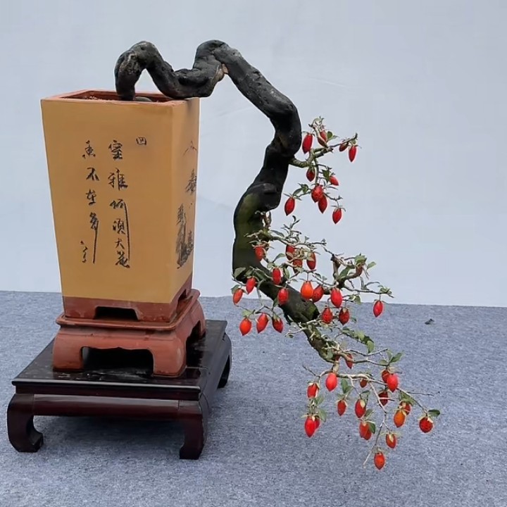 老鸦柿带果子盆栽可用于庭院观赏的盆景