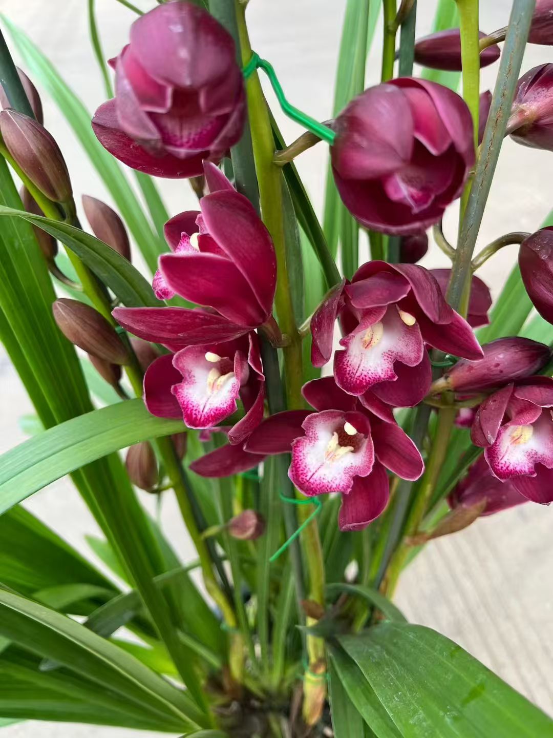 【红酒之恋】大花蕙兰高端室内落地款盆栽