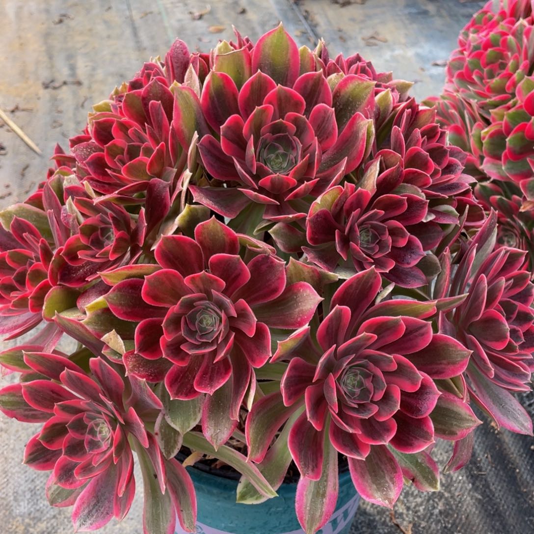 776浣纱精品法师多肉