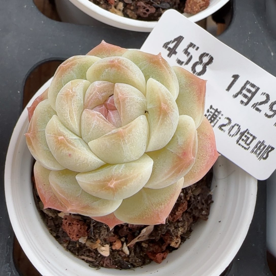 花语逸镜0129-458